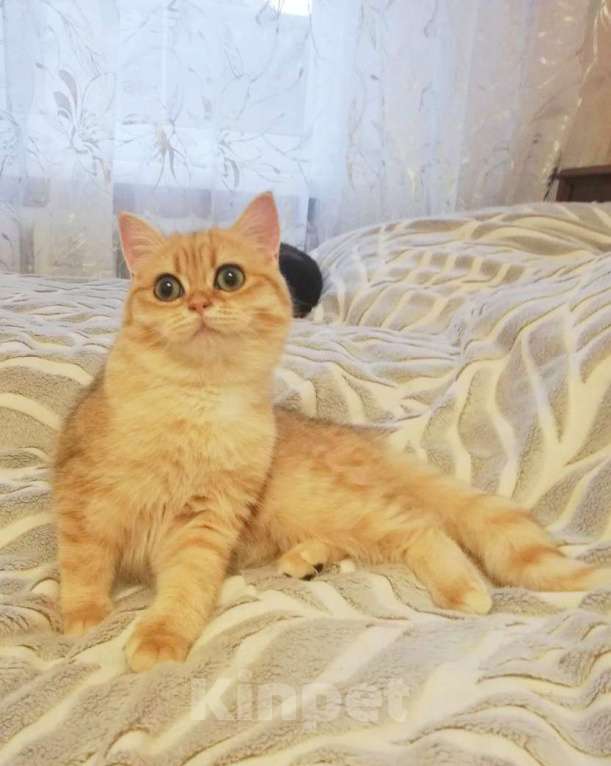 Кошки в Москве: Золотая шиншилла  Девочка, 35 000 руб. - фото 1