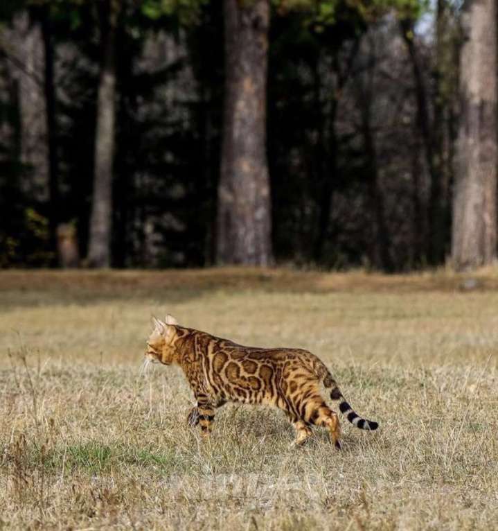 Кошки в Москве: Бенгальские котята Девочка, Бесплатно - фото 2