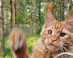 Кошки в других городах Ленинградской области: Котенок мейн-кун Мальчик, 100 000 руб. - фото 3