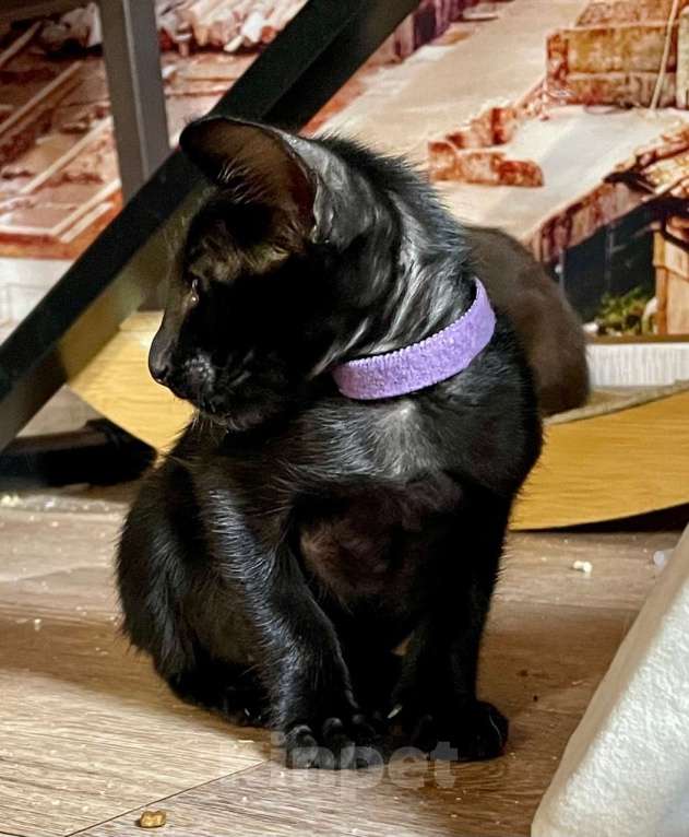 Кошки в Перми: ориентальные котята Мальчик, 70 000 руб. - фото 1