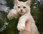 Кошки в Санкт-Петербурге: Котики Мейн-куна Мальчик, 35 000 руб. - фото 1