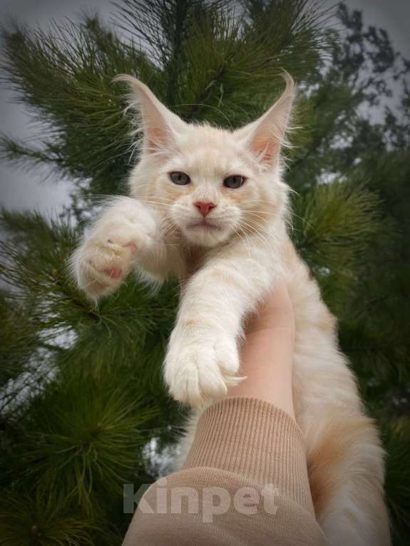Кошки в Санкт-Петербурге: Котики Мейн-куна Мальчик, 35 000 руб. - фото 1