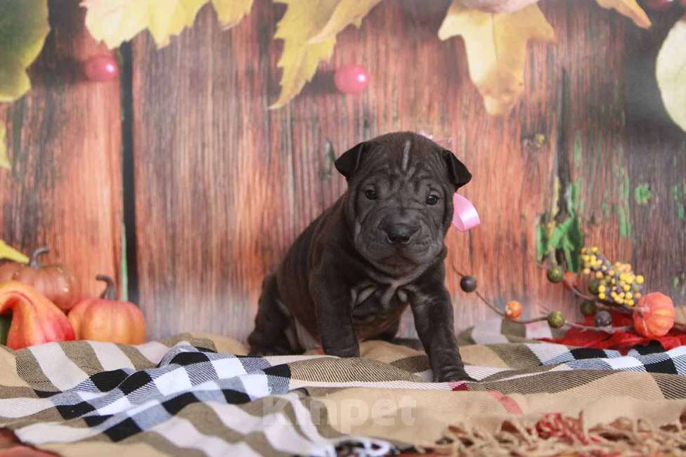 Собаки в Екатеринбурге: Шарпей черная девочка Девочка, 30 000 руб. - фото 1