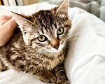 Кошки в Москве: Котенок Тутси - полосатая девочка в добрые руки Девочка, Бесплатно - фото 6