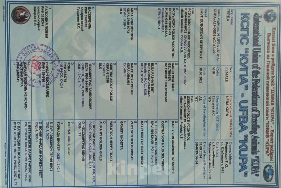 Собаки в Клинцах: Щенки восточно- европейской овчарки Мальчик, 25 000 руб. - фото 8