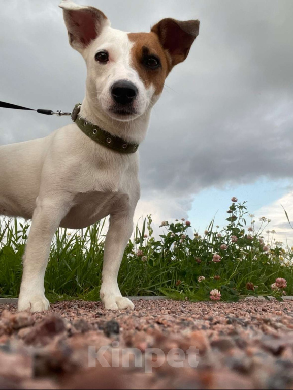Собаки в Санкт-Петербурге: Щенки Джек Рассел терьер (девочки) Девочка, 25 000 руб. - фото 8