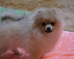 Собаки в Москве: Мальчик- шикарный шпиц- собака улыбака Мальчик, 30 000 руб. - фото 7