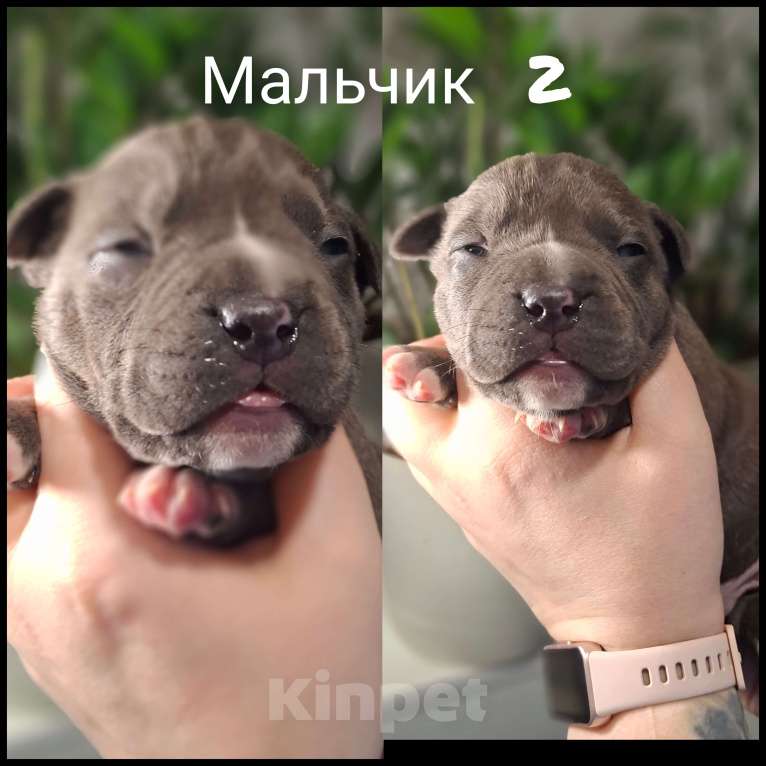 Собаки в Костроме: Американские булочки Девочка, 70 000 руб. - фото 4