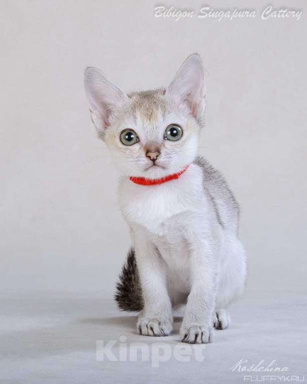 Кошки в Москве: Котята и взрослые кошки породы сингапура из питомника Бибигон  Мальчик, Бесплатно - фото 3