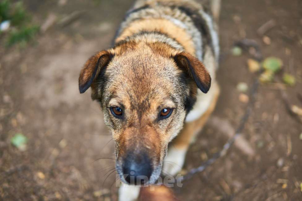 Собаки в Москве: Шерхан Мальчик, Бесплатно - фото 2