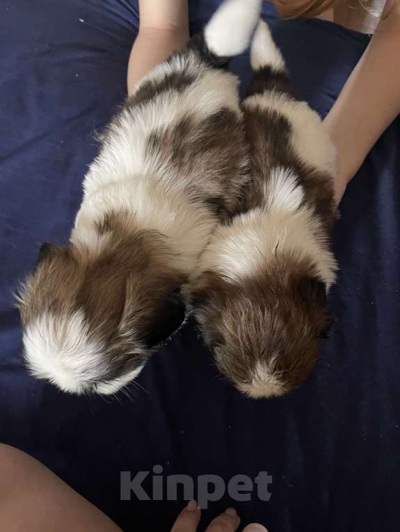 Собаки в Тольятти: Щенки ши-тцу Разнополые, 25 000 руб. - фото 4