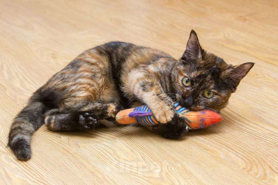 Кошки в Москве: Пятнашка ищет дом Девочка, Бесплатно - фото 2