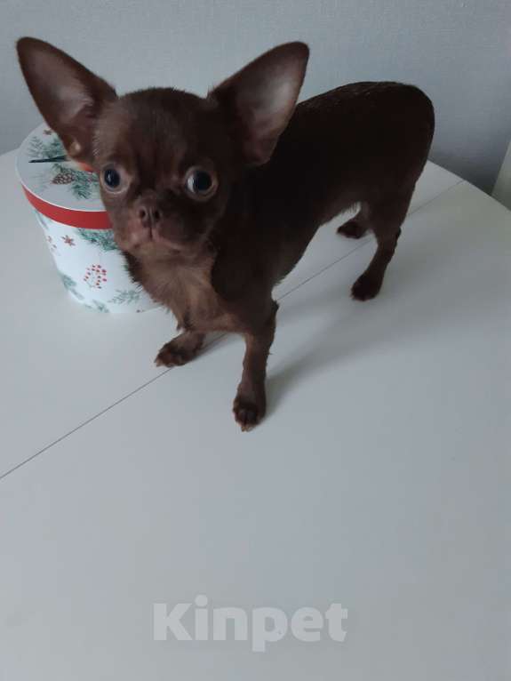 Собаки в Санкт-Петербурге: Малышка чишка Девочка, 35 000 руб. - фото 2