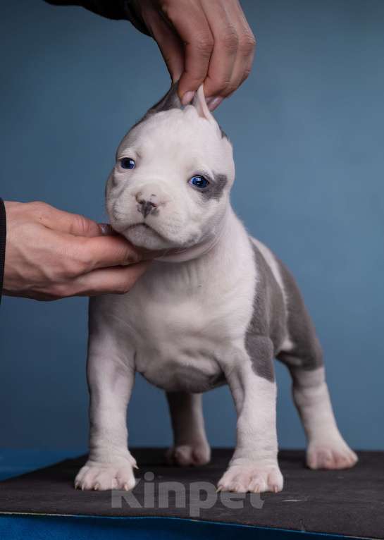 Собаки в Санкт-Петербурге: Девочки доступны к продаже Девочка, Бесплатно - фото 6