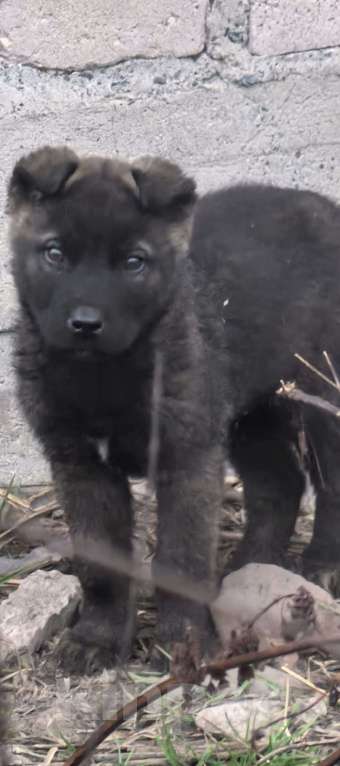 Собаки в Москве: Прекрасные малыши ищут своих родителей! Мальчик, Бесплатно - фото 3