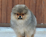 Собаки в Москве: Шикарный мальчик Мальчик, 100 000 руб. - фото 2