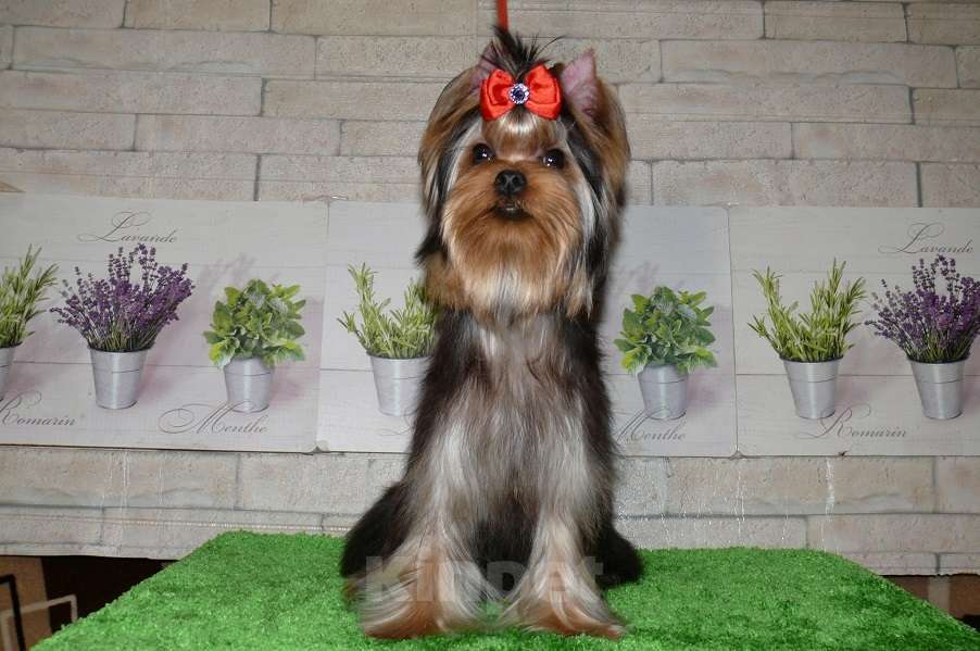 Собаки в Королеве: Йорк девочка 6 мес. Девочка, 110 000 руб. - фото 5