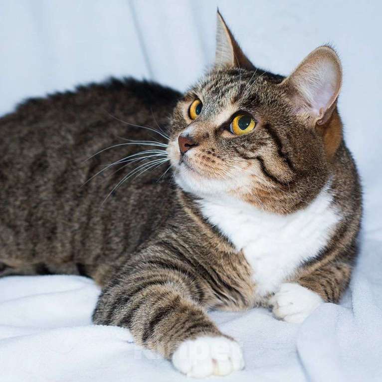 Кошки в Москве: Самая ласковая кошечка Девочка, Бесплатно - фото 4