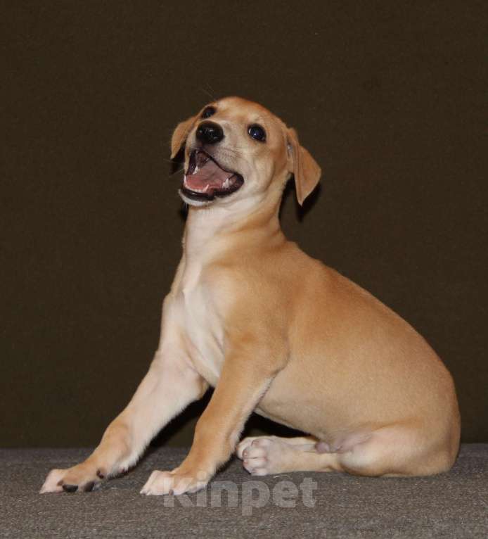 Собаки в Москве: Щенок уиппета от спортивной пары чемпионов Мальчик, 100 000 руб. - фото 5