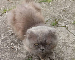 Кошки в Щербинке: Ищет дом Мальчик, 1 руб. - фото 2