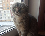 Кошки в Кемерово: Умная кошечка ищет дом Девочка, 10 руб. - фото 2