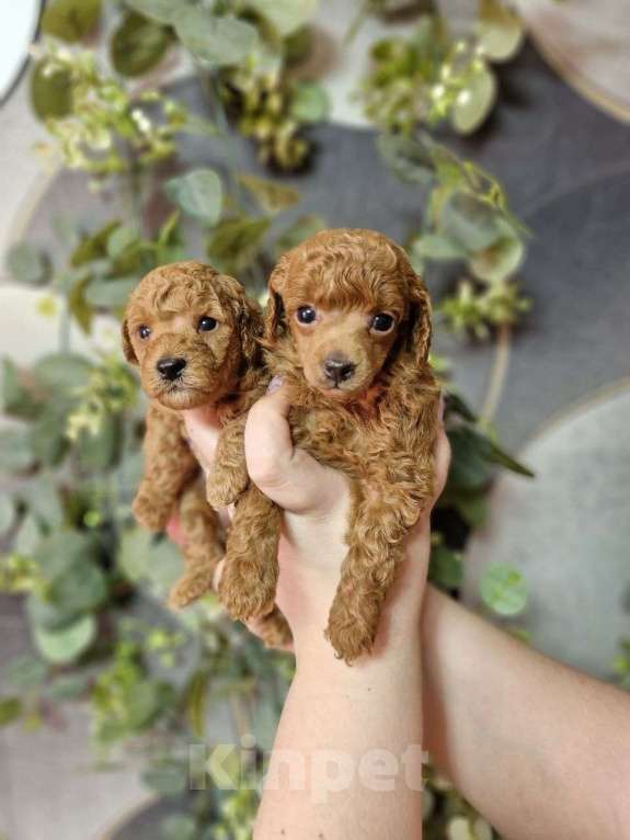 Собаки в Москве: Той-пудель, красные девочки Девочка, Бесплатно - фото 1