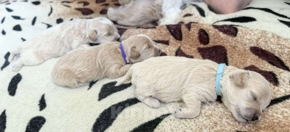 Собаки в Тюмени: Мальтипу f1 Девочка, 90 000 руб. - фото 4