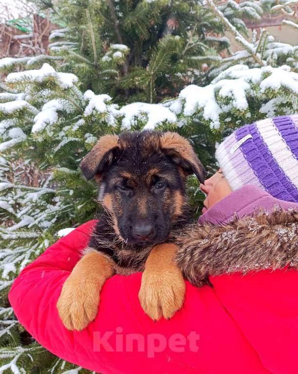Собаки в Томске: Щенок немецкой овчарки Мальчик, 55 000 руб. - фото 1