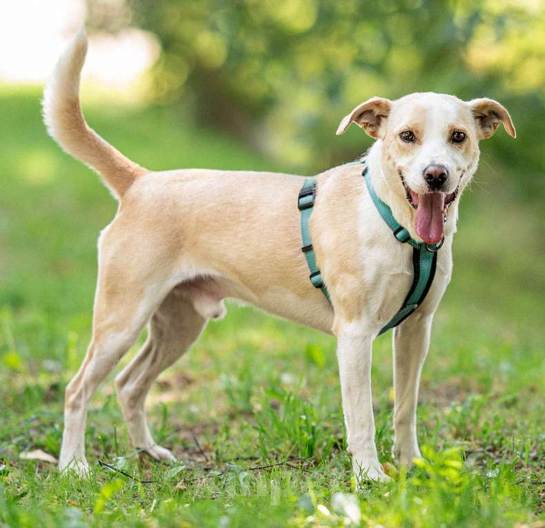 Собаки в Москве: Смелый Бинго из приюта ищет дом Мальчик, Бесплатно - фото 3