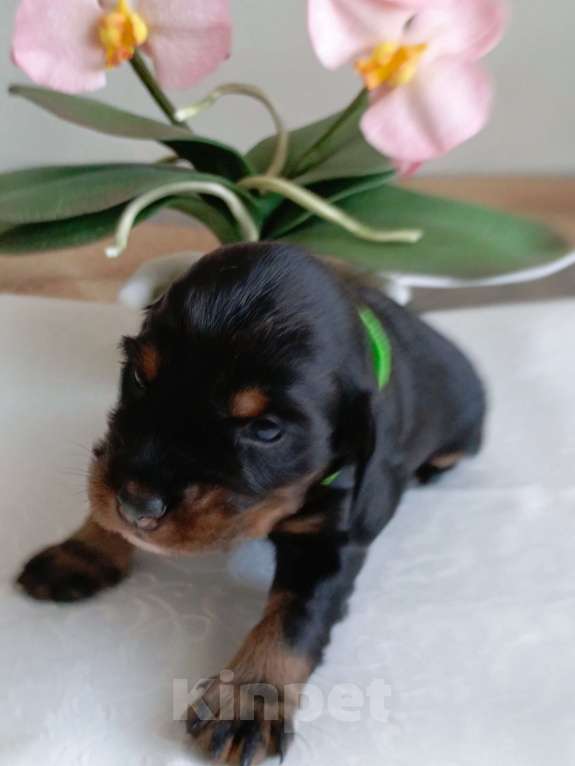 Собаки в Москве: Русский охотничий спаниель мальчик Мальчик, 50 000 руб. - фото 4