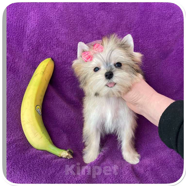 Собаки в Москве: Голддаст йорк золотая девочка мини Девочка, 85 000 руб. - фото 5