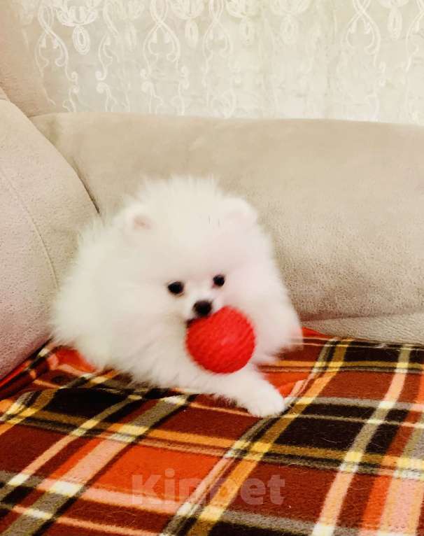 Собаки в Екатеринбурге: Щенки шпица Девочка, 60 000 руб. - фото 4