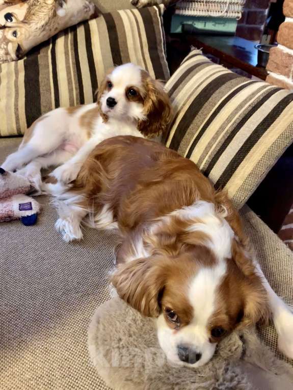 Собаки в других городах Московской области: Щенок кавалер Кинг Чарльз спаниель  Мальчик, 65 000 руб. - фото 7
