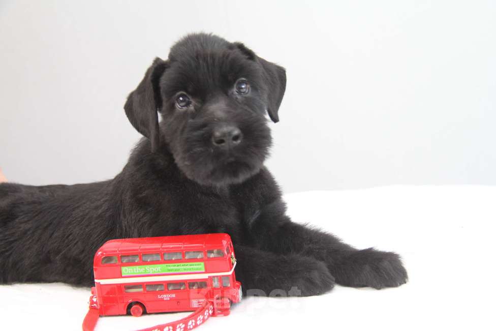 Собаки в Бердске: Щенки ризеншнауцера -Девочки Девочка, 65 000 руб. - фото 7