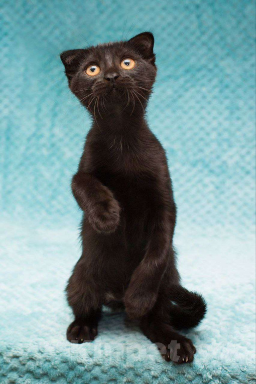 Кошки в Москве: Ласковый котенок в добрые руки Мальчик, Бесплатно - фото 5