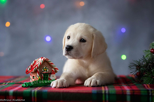 Щенок лабрадора 