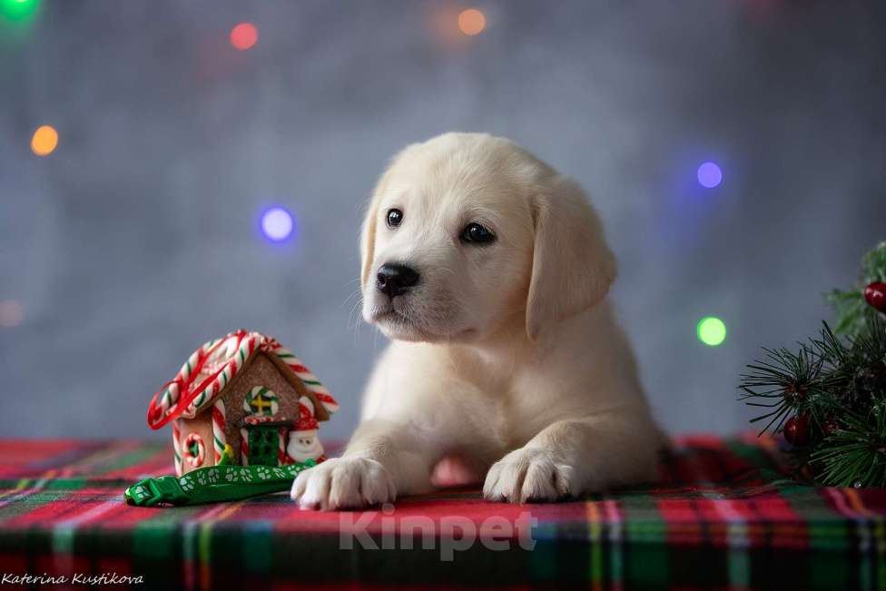 Собаки в Москве: Щенок лабрадора  Мальчик, 80 000 руб. - фото 1