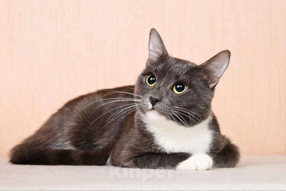 Кошки в Москве: Молодая комфортная кошечка Муся в добрые руки Девочка, Бесплатно - фото 1