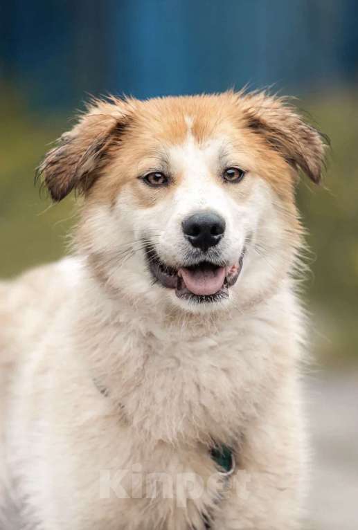 Собаки в Москве: Метис аусси Альф в добрые руки Мальчик, Бесплатно - фото 2