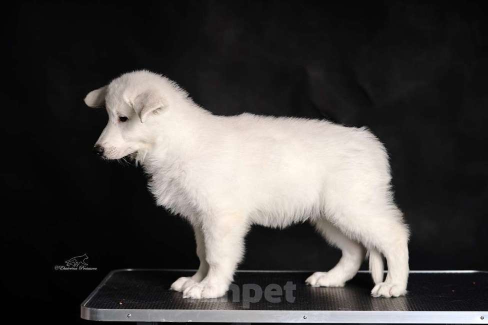 Собаки в других городах Иркутской области: Великолепный щенок Белой Швейцарской Овчарки Мальчик, 65 000 руб. - фото 1