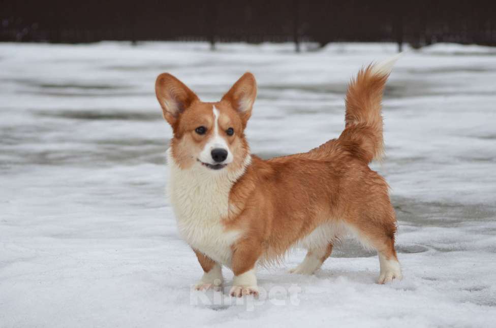 Собаки в других городах Московской области: Василиса для ответственных владельцев. Девочка, Бесплатно - фото 7