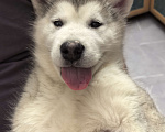 Собаки в Абакане: Щенки Аляскинского маламута Девочка, 20 000 руб. - фото 4