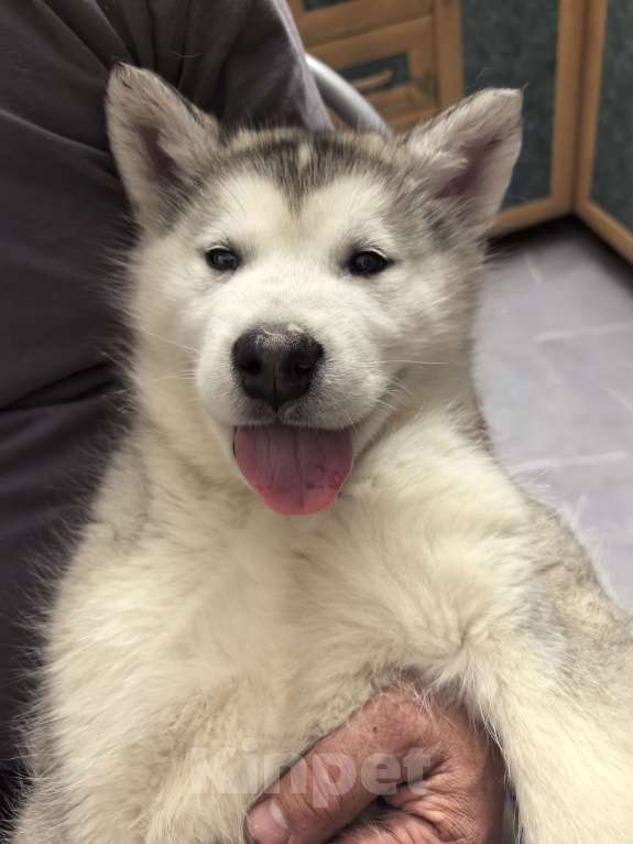 Собаки в Абакане: Щенки Аляскинского маламута Девочка, 20 000 руб. - фото 4