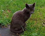 Кошки в Томске: Котёнок в добрые руки  Девочка, Бесплатно - фото 1
