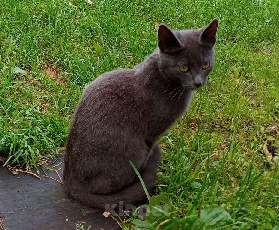 Кошки в Томске: Котёнок в добрые руки  Девочка, Бесплатно - фото 1