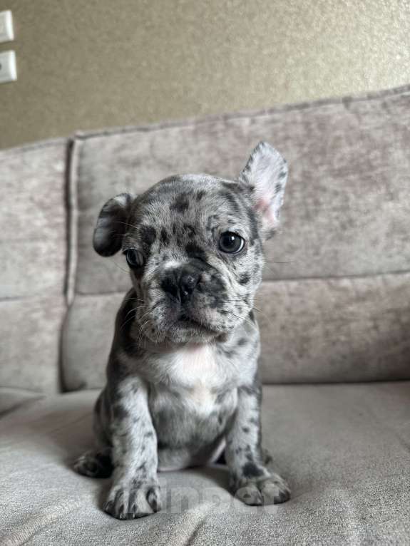 Собаки в Москве: Французский бульдог щенок  Девочка, 70 000 руб. - фото 3