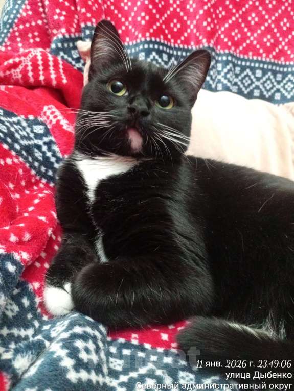 Кошки в Москве: Сливка девочка-припевочка ищет, кому помурчать Девочка, Бесплатно - фото 2