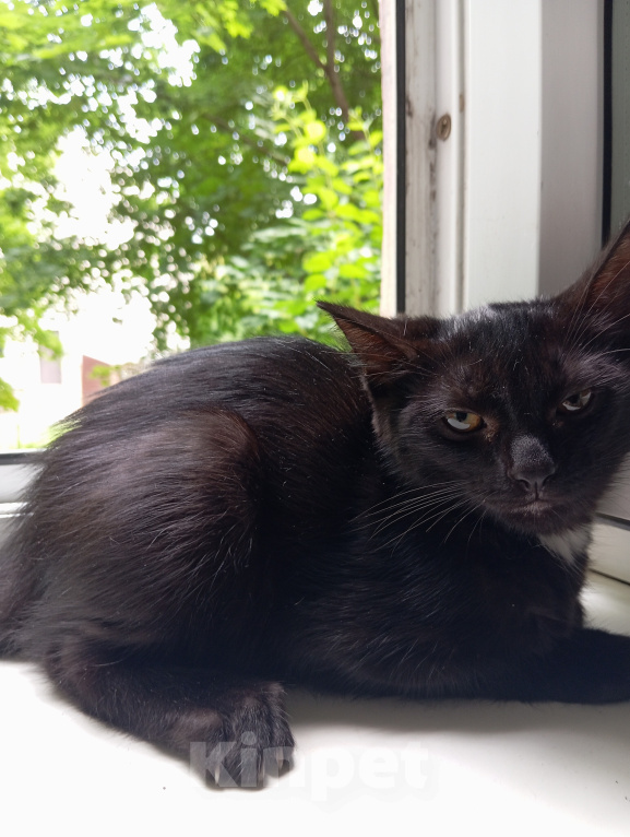 Кошки в Жуковском: Котята в добрые руки Девочка, Бесплатно - фото 2