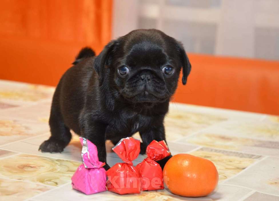 Собаки в Твери: Малышка мопса Девочка, 40 000 руб. - фото 4