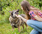 Собаки в Солнечногорске: Небольшая, спокойная собачка в дар Девочка, Бесплатно - фото 7